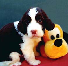 cachorro springer spaniel ingl�s