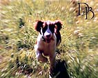 cachorro springer spaniel ingl�s