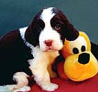 English Springer Spaniel puppy