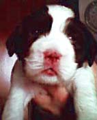 cachorro springer spaniel ingl�s