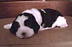 cachorro springer spaniel ingl�s