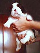 cachorro springer spaniel ingl�s
