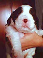 cachorro springer spaniel ingl�s