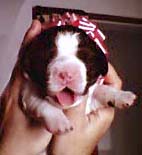 cachorro springer spaniel ingl�s