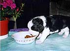 cachorro springer spaniel ingl�s