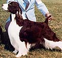 English Springer Spaniel
