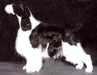 English Springer Spaniel