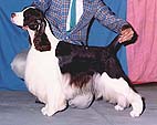 English Springer Spaniel