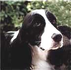 Springer spaniel ingl�s Bijou