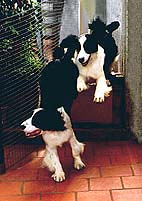 springer spaniel ingl�s de Supreme Bijou