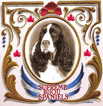 springer spaniel ingl�s