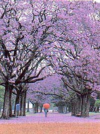 Buenos Aires