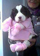 English Springer Spaniel puppy