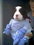 English Springer Spaniel puppy