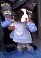 cachorro springer spaniel ingl�s