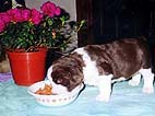 cachorro springer spaniel ingl�s