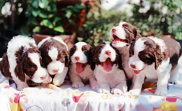 cachorros springer spaniel ingl�s