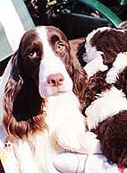 English Springer Spaniel Ch. Supreme Bijou Dusky Jade