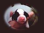 cachorro springer spaniel ingl�s