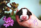 English Springer Spaniel puppy