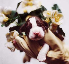 cachorro springer spaniel ingl�s