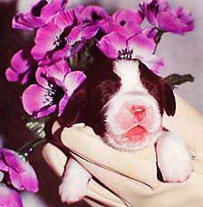 cachorro springer spaniel ingl�s