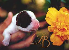 cachorro springer spaniel ingl�s