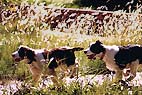 springer spaniel ingl�s de Supreme Bijou