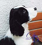 cachorro springer spaniel ingl�s