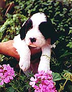 cachorro springer spaniel ingl�s