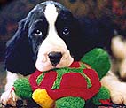 cachorro springer spaniel ingl�s