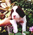 English Springer Spaniel puppy