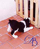 cachorro springer spaniel ingl�s