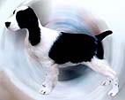 cachorro springer spaniel ingl�s