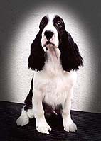 cachorro springer spaniel ingl�s