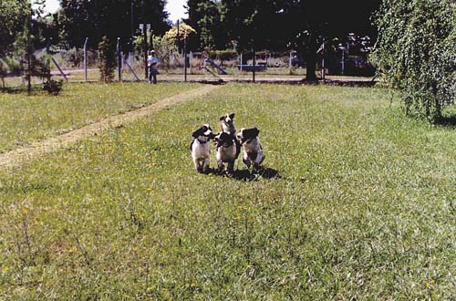springer spaniel ingl�s de Supreme Bijou