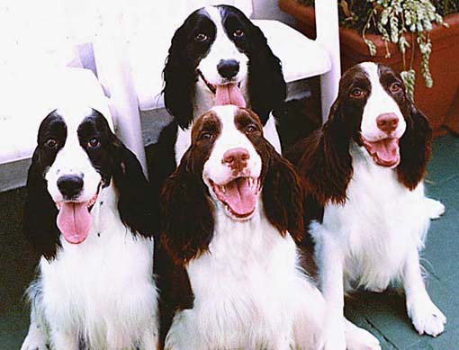 springer spaniel ingl�s de Supreme Bijou