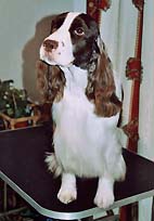 English Springer Spaniel Supreme Bijou Deep Ambar