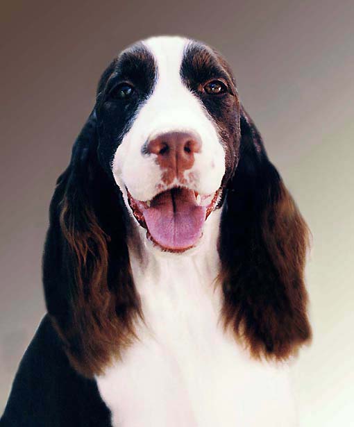 English Springer Spaniel Supreme Bijou Deep Ambar