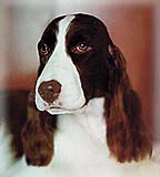 Springer spaniel ingl�s Ch. Supreme Bijou Dusky Jade
