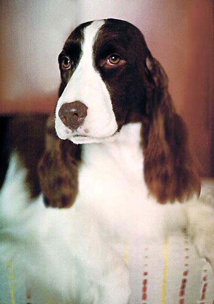 English Springer Spaniel Ch. Supreme Bijou Dusky Jade