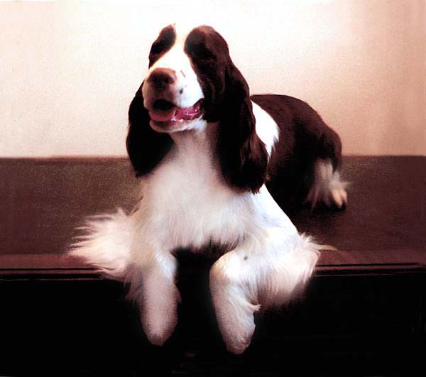 English Springer Spaniel Supreme Bijou Deep Ambar