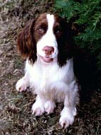 English Springer Spaniel puppy