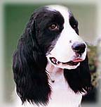 Springer spaniel ingl�s Ch. Supreme Bijou Diamond Chip