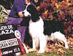 English Springer Spaniel