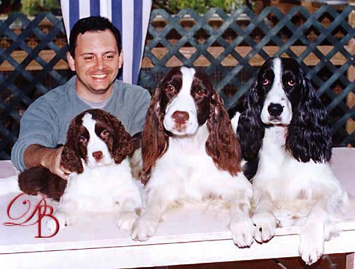 springer spaniel ingl�s de Supreme Bijou