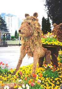 one lion