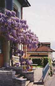 wisteria at the winery