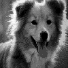 Collie - Click to see the FIF