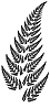 Fractal Fern - Click to see the FIF